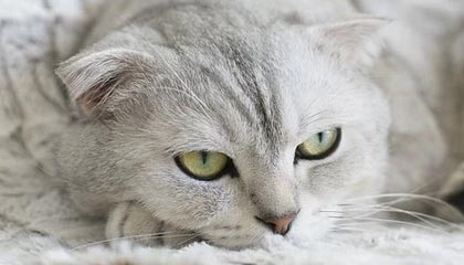 视频丨国际能源署署长：欧洲仅剩够用6周航空燃油