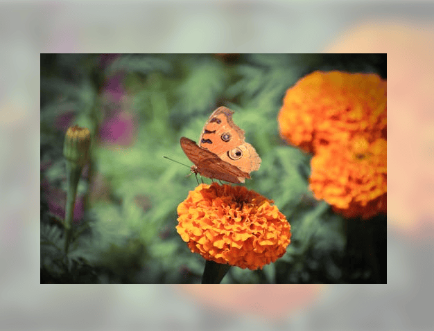 【知识科普】中证500指数期权怎么交易？