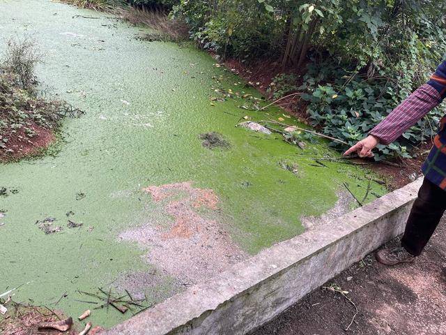 四川乐山一火锅店员工舀潲水油引热议 老板称用来喂鸡 多部门介入调查