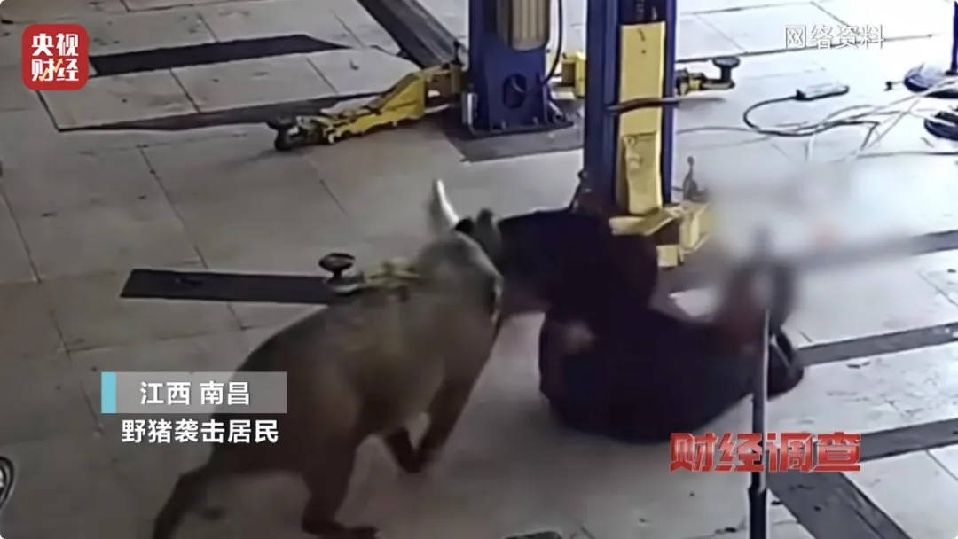 有极强攻击性！警方确认：当场击毙