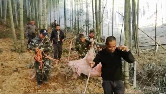 300多斤的猪跳过1.5米高钢板门，失踪26天，失主：找回时还有280多斤！