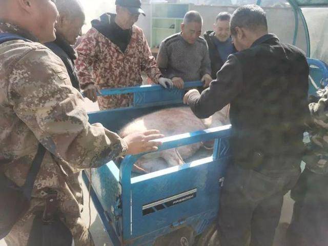 300多斤的猪跳过1.5米高钢板门，失踪26天，失主：找回时还有280多斤！