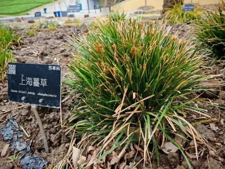 150年后重遇，消失已久的“上海原住民”被发现！