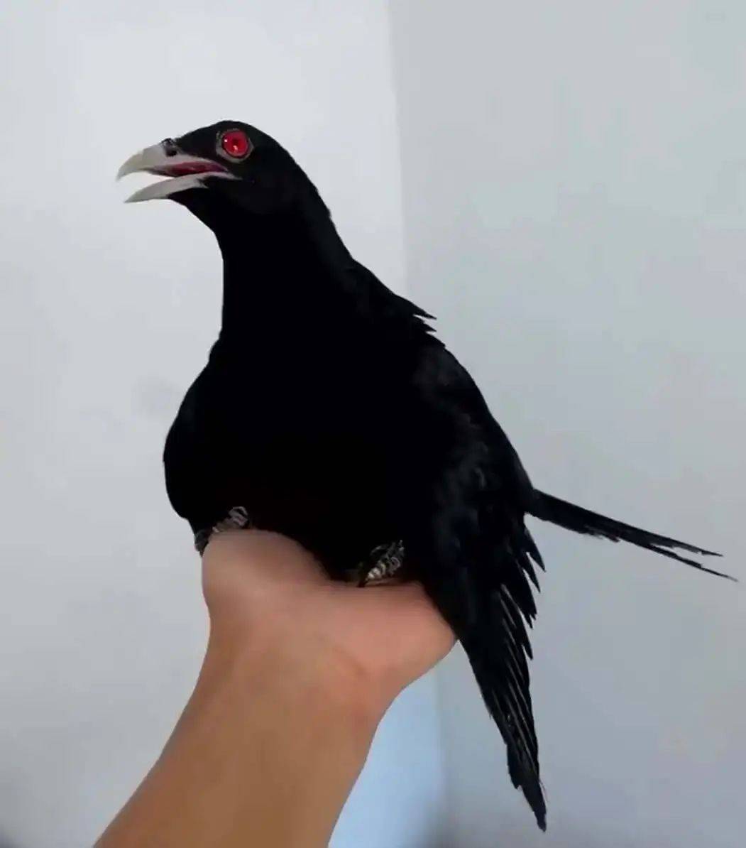 “周末想睡个懒觉都不行”，有多少深圳人被这种鸟吵到神经衰弱