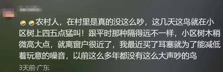 “周末想睡个懒觉都不行”，有多少深圳人被这种鸟吵到神经衰弱