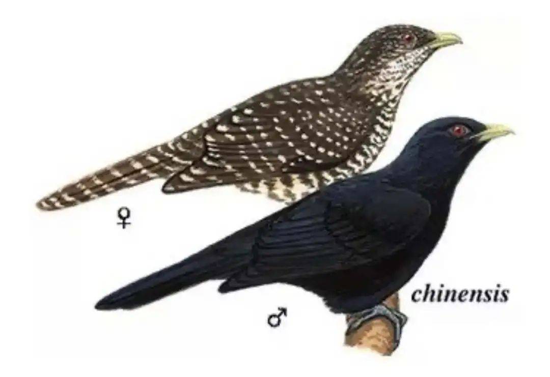 “周末想睡个懒觉都不行”，有多少深圳人被这种鸟吵到神经衰弱