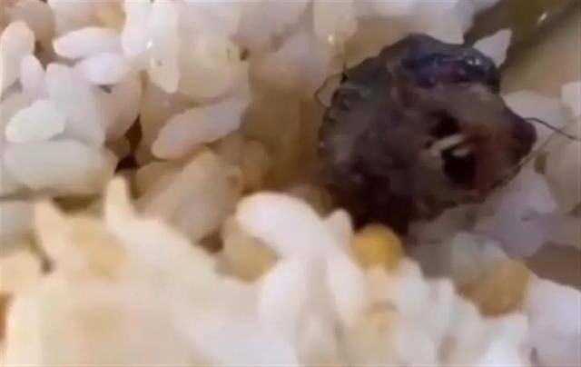 “指鼠为鸭”原局长调任上级部门，升职了？当地回应