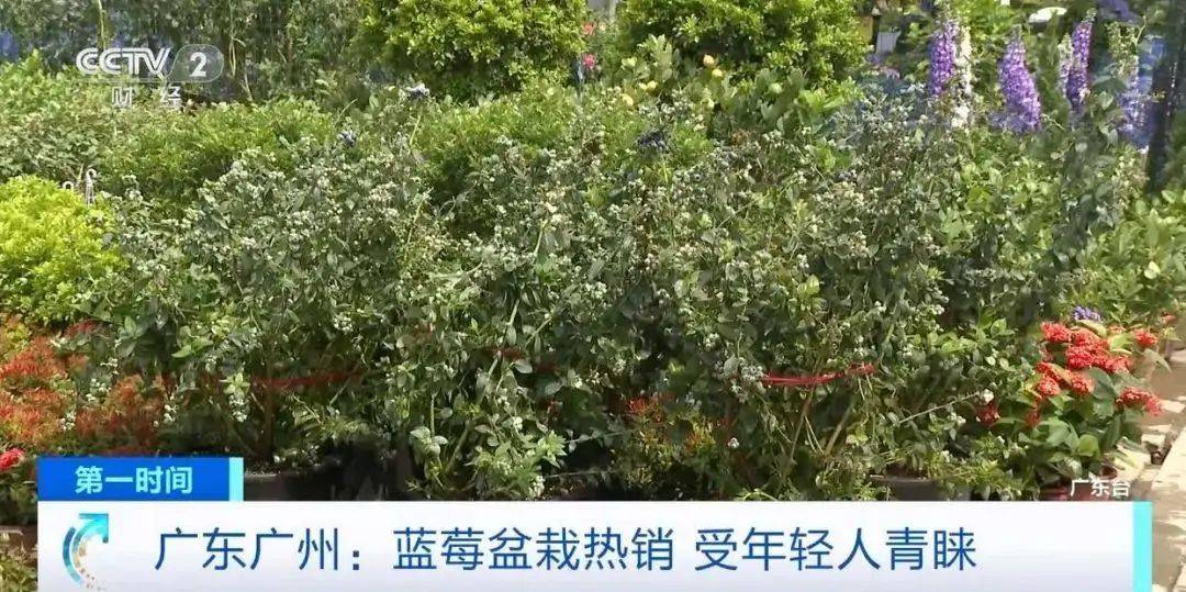 大降价！从100多元一斤到9.9元一盒