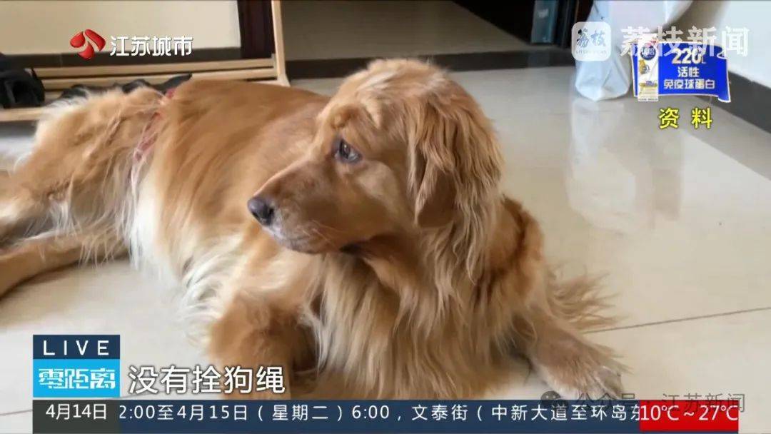 八旬老人被金毛扑倒致死，邻居不愿赔10万，法院：赔40万！