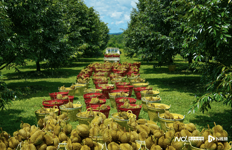 突发！“水果第一股”创始人，被采取强制措施