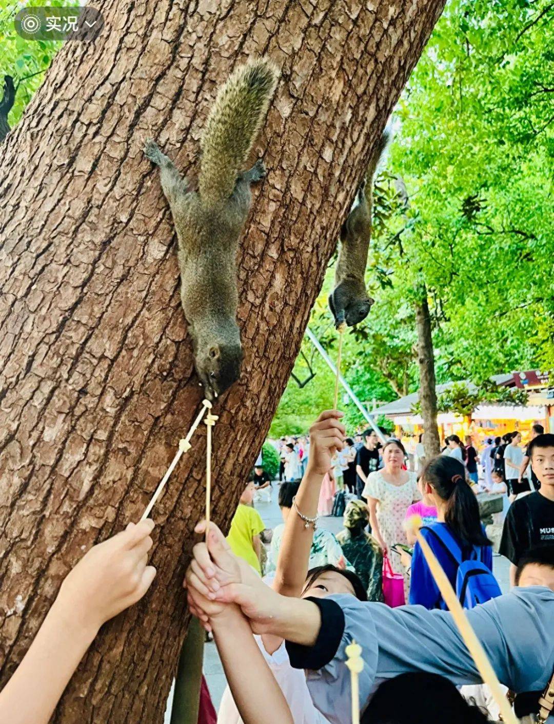 西湖边松鼠被游客投喂成“松猪”？西湖水域指挥中心回应