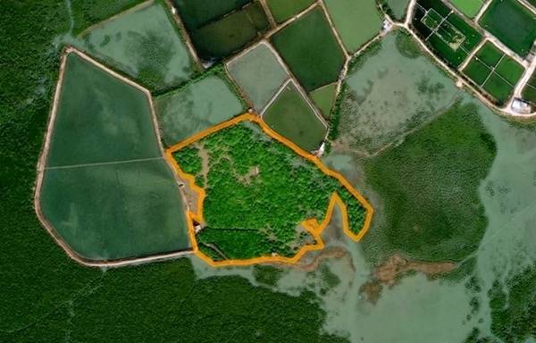 广西廉州湾发现广西沿岸最大面积原生海漆红树林