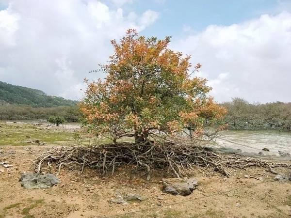 广西廉州湾发现广西沿岸最大面积原生海漆红树林