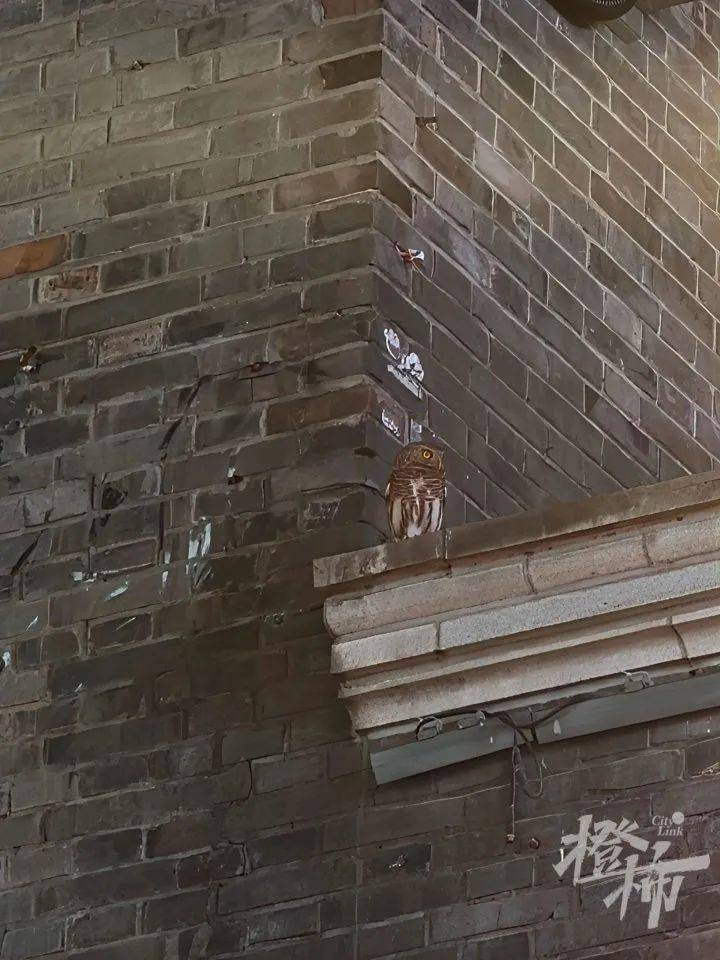 西湖边惊现“暗夜猎手”？网友拍下这一幕，专家一眼认出