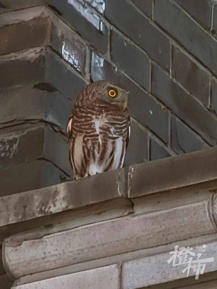 西湖边惊现“暗夜猎手”？网友拍下这一幕，专家一眼认出