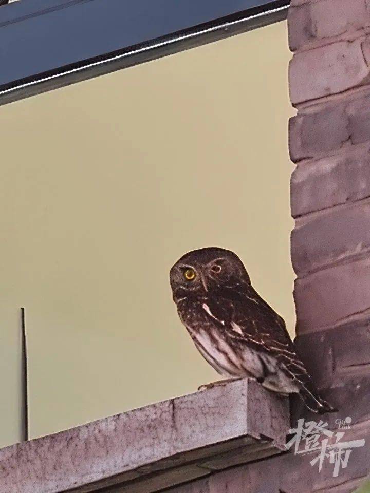 西湖边惊现“暗夜猎手”？网友拍下这一幕，专家一眼认出