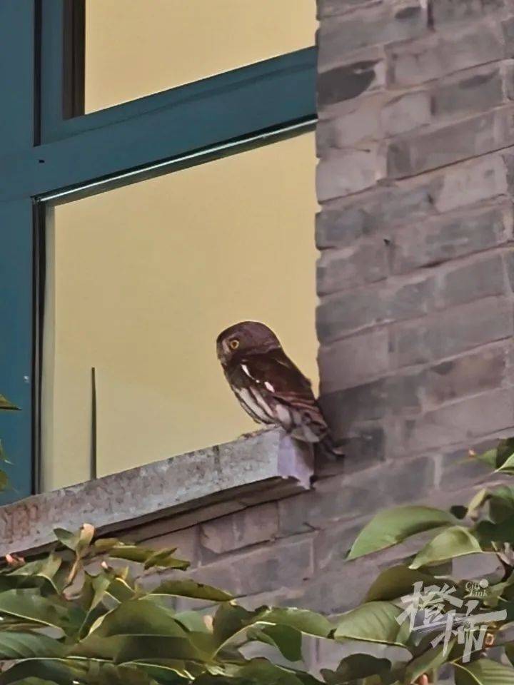 西湖边惊现“暗夜猎手”？网友拍下这一幕，专家一眼认出