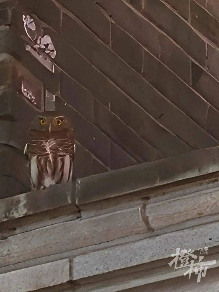 西湖边惊现“暗夜猎手”？网友拍下这一幕，专家一眼认出