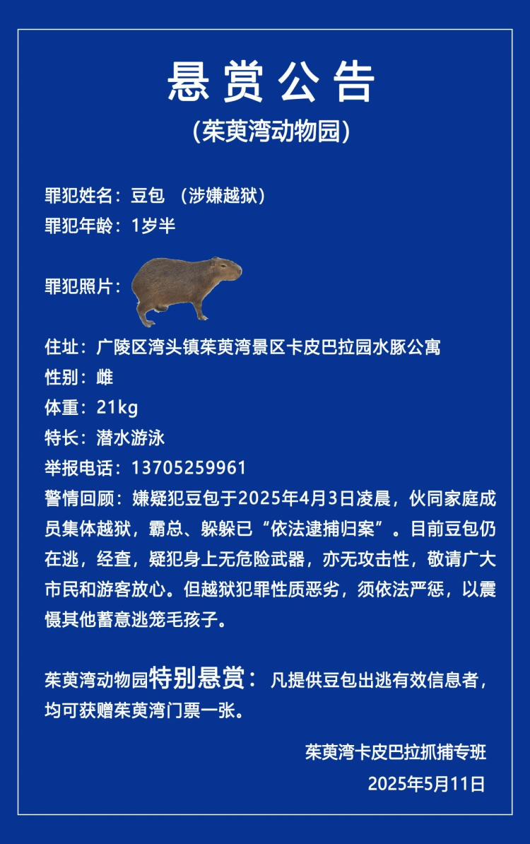 江苏扬州出逃卡皮巴拉“抓捕”视频曝光 最后一只在园区沼泽地