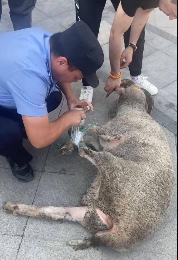 一只大肥羊从烧烤店“逃出生天”后，在汉口闹市逛街，被多名群众报警捉回