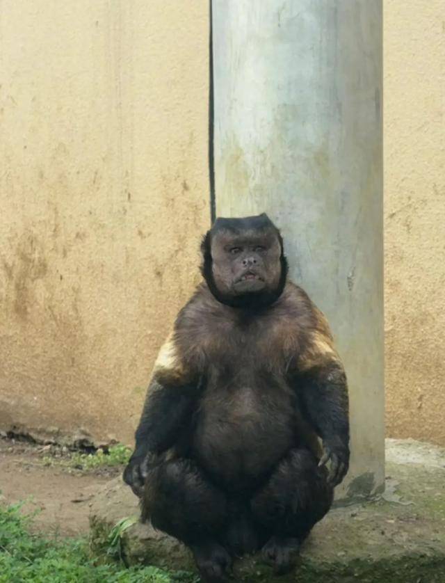 网红猴“大壮”突然离世！曾因方脸“丑”出圈