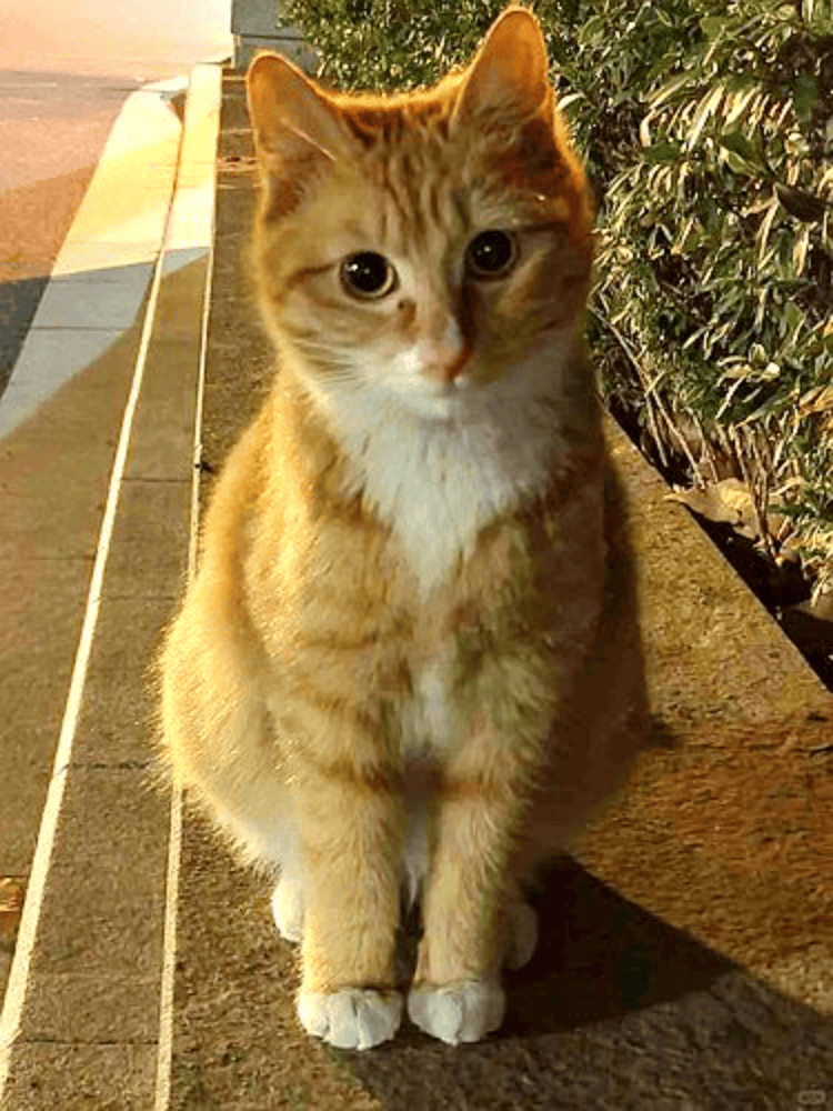 南京大学校庆日“校猫”被钢珠打碎头骨？校保卫处：看了一夜监控，暂未锁定嫌疑人