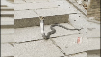 女子骑电单车出门，车里突然钻出1米多长蛇！高发期注意→