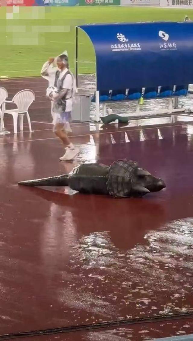 常州输球“小恐龙”被气晕抬走？恐龙园回应：系机械恐龙表演时故障