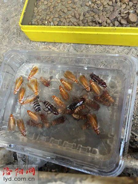 洛阳首现“樱桃红蟑螂”，小区泛滥：“一到晚上蟑螂到处爬”