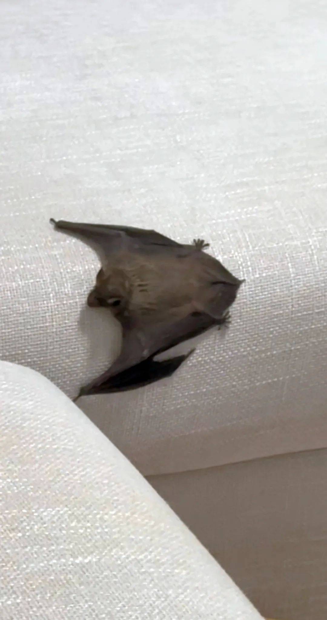 凌晨，大连一女孩家中突然出现一道“黑影”，不断尖叫，仔细一看