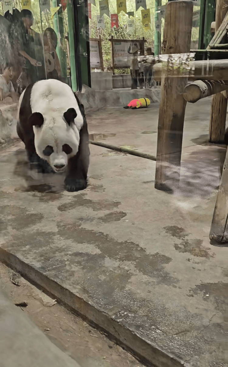 河南一动物园熊猫馆多次被曝有宠物狗入内，园方：紧急消杀，已开除涉事保安