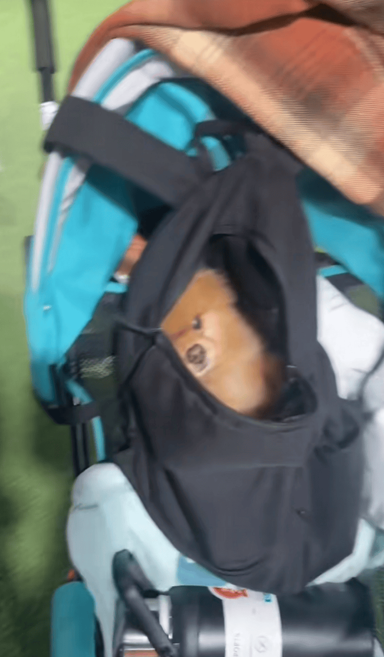 河南一动物园熊猫馆多次被曝有宠物狗入内，园方：紧急消杀，已开除涉事保安