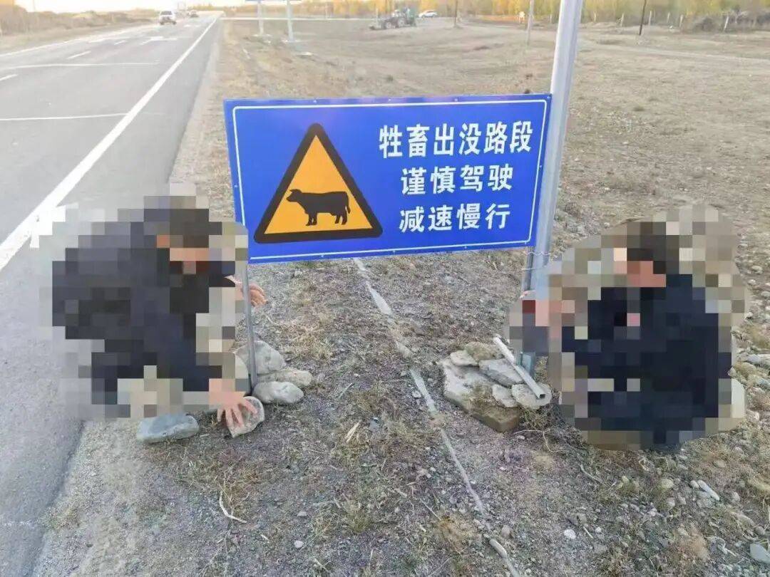 羊群效应！青海羊群过马路行至道路黄虚线附近时均出现跳跃动作