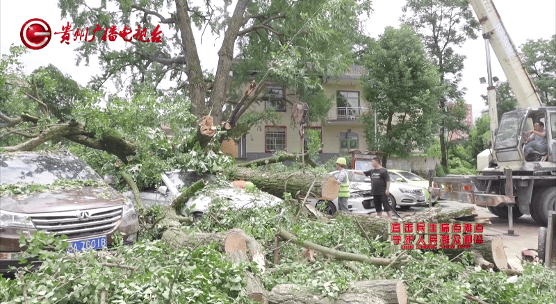 贵阳一700年古树砸扁“宝马”，现场惨不忍睹，林业局：车主他也有错