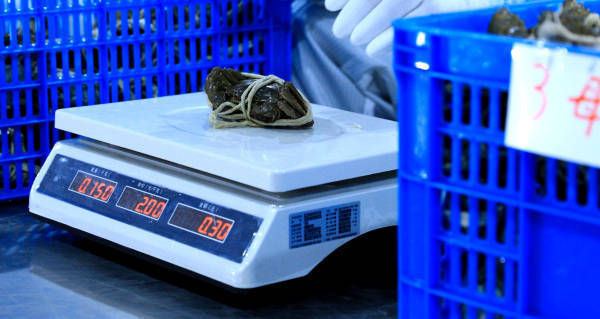 “洗澡蟹”“听涛蟹”阴影下，大闸蟹产业从产地之争迈向价值之战