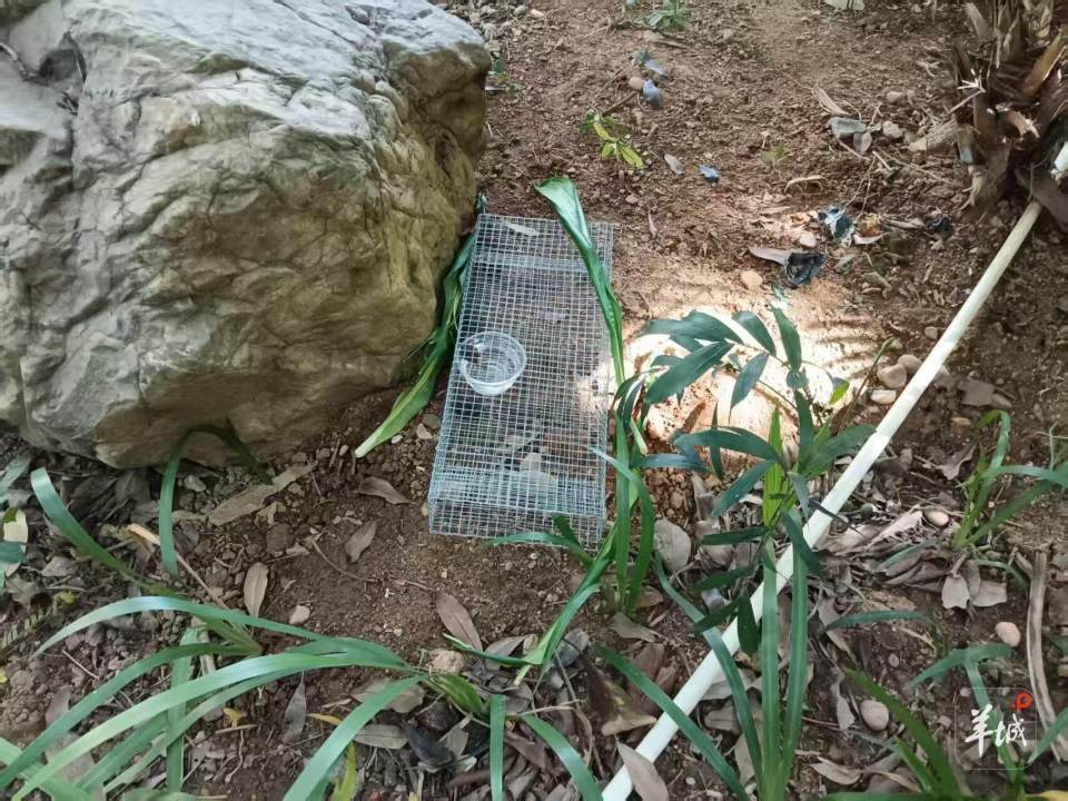 广州一小区蛇患频发：已抓超60条但未探测到蛇窝位置，多方介入