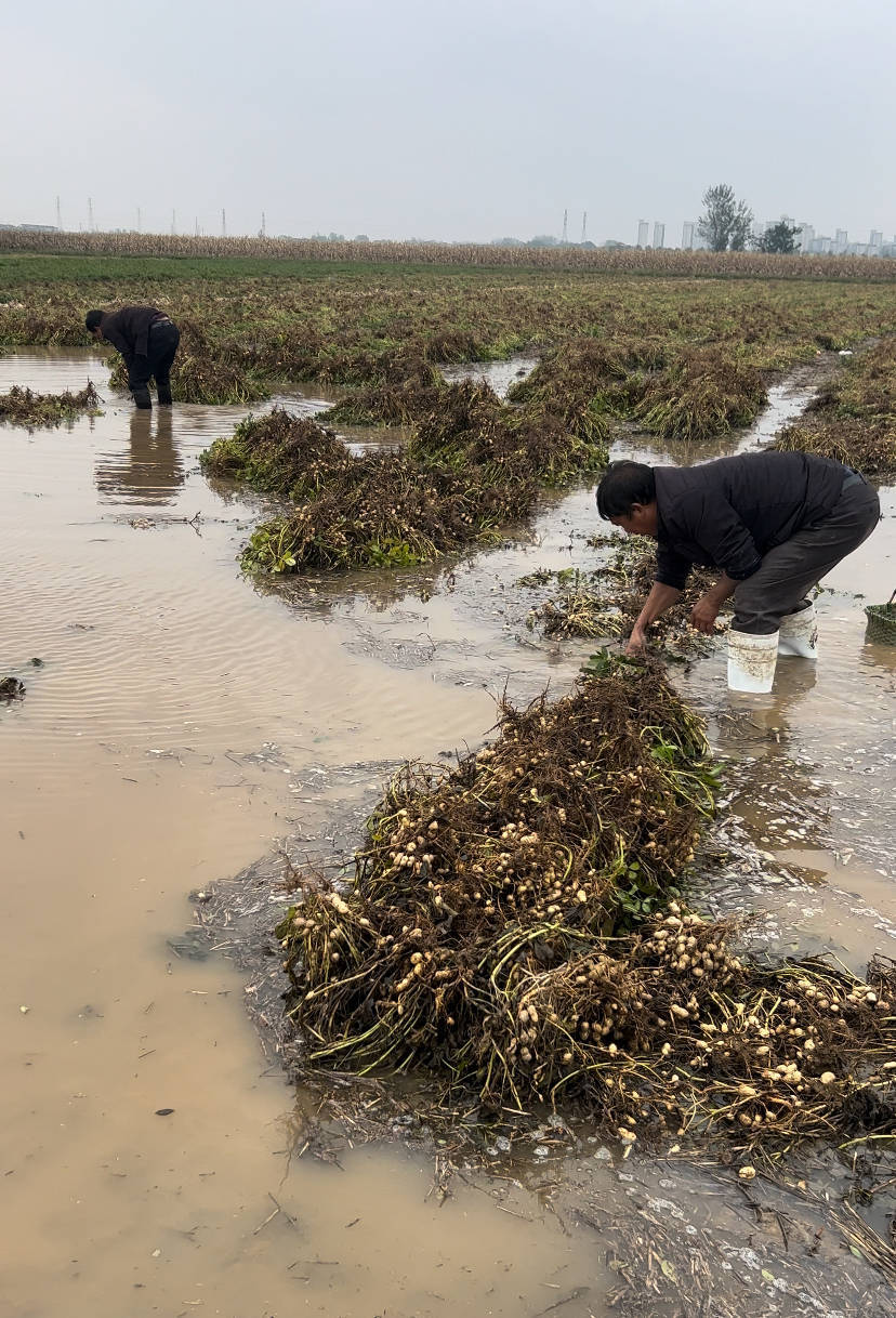 夏旱之后又秋涝，一位河南农户的花生抢收战
