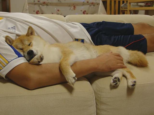 火狗币行情(以太坊币行情走势图)