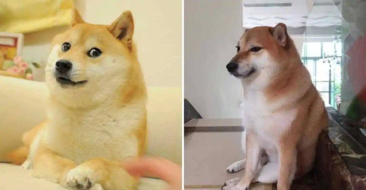 DOGE(doge是什么意思)
