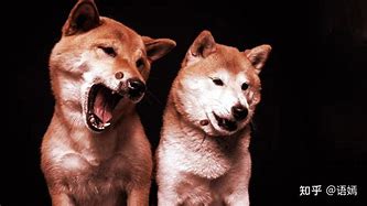 SHI币(柴犬币将涨到1元被普遍看好)