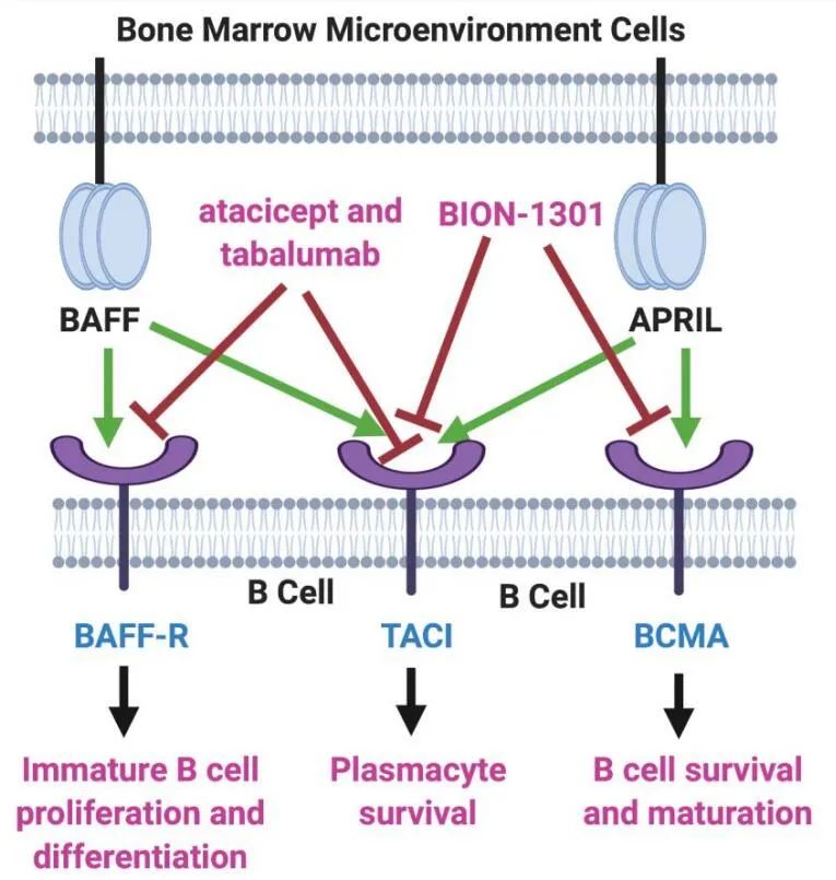 关于BCHapp的信息